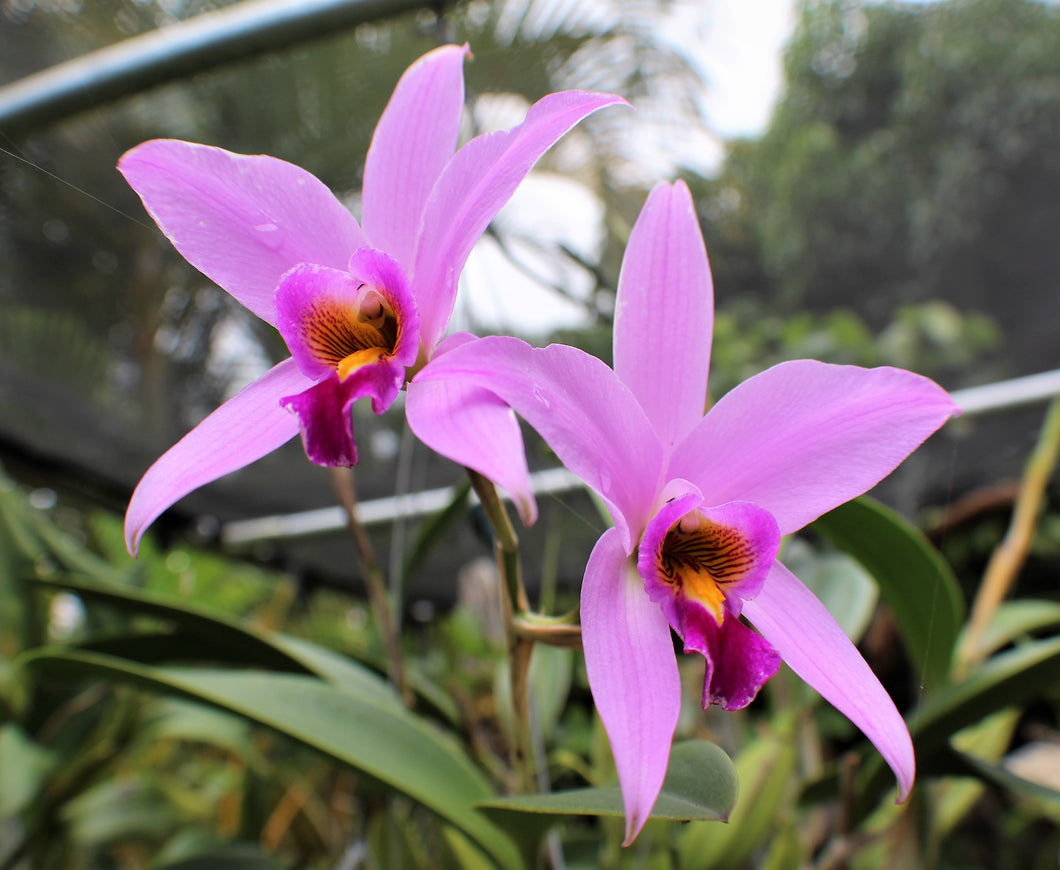 Laelia anceps